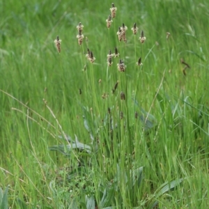 Plantago lanceolata at Wodonga, VIC - 10 Oct 2021 10:04 AM