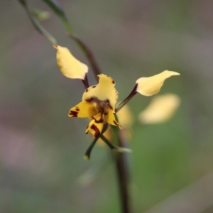 Diuris pardina at Hall, ACT - suppressed