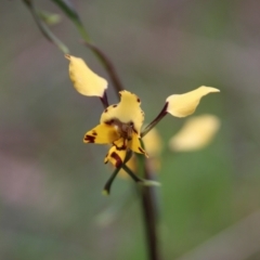 Diuris pardina (Leopard Doubletail) at Hall, ACT - 10 Oct 2021 by Anna123