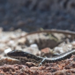 Eulamprus heatwolei (Yellow-bellied Water Skink) at Namadgi National Park - 8 Oct 2021 by TimotheeBonnet