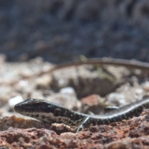 Eulamprus heatwolei at Tennent, ACT - 9 Oct 2021