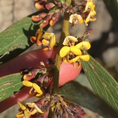 Daviesia mimosoides (Bitter Pea) at Paddys River, ACT - 9 Oct 2021 by NedJohnston