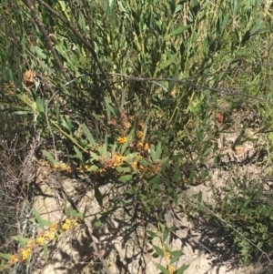 Daviesia mimosoides at Paddys River, ACT - 9 Oct 2021 03:52 PM