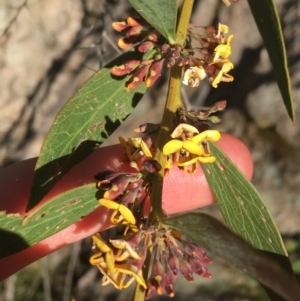 Daviesia mimosoides at Paddys River, ACT - 9 Oct 2021 03:52 PM