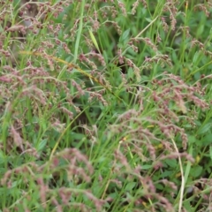 Gonocarpus tetragynus (Common Raspwort) at Wodonga - 9 Oct 2021 by KylieWaldon