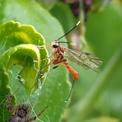 Ichneumonidae (family) (Unidentified ichneumon wasp) at Holt, ACT - 10 Oct 2021 by trevorpreston