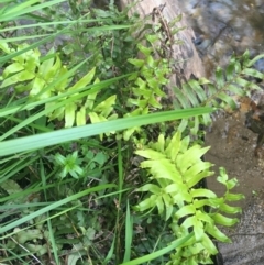 Blechnum minus (Soft Water Fern) at Tidbinbilla Nature Reserve - 9 Oct 2021 by Ned_Johnston