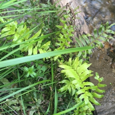 Blechnum minus (Soft Water Fern) at Paddys River, ACT - 9 Oct 2021 by NedJohnston