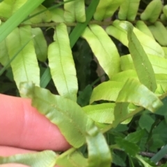 Blechnum minus at Paddys River, ACT - 9 Oct 2021