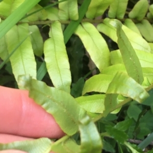 Blechnum minus at Paddys River, ACT - 9 Oct 2021