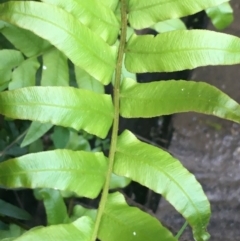 Blechnum minus at Paddys River, ACT - 9 Oct 2021