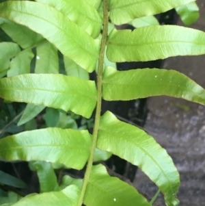 Blechnum minus at Paddys River, ACT - 9 Oct 2021