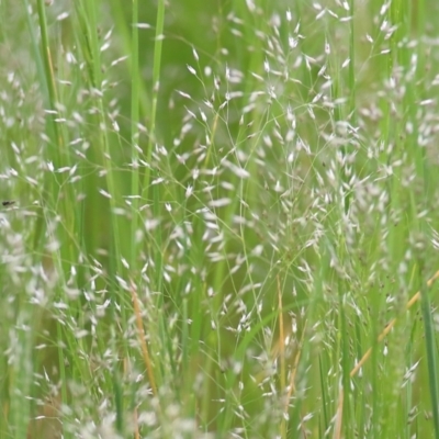 Aira sp. (A Hair Grass) at Wodonga - 9 Oct 2021 by KylieWaldon