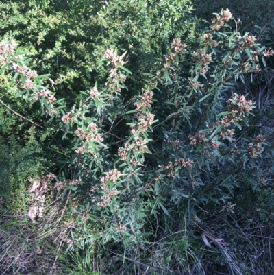 Olearia erubescens (Silky Daisybush) at Paddys River, ACT - 9 Oct 2021 by Ned_Johnston