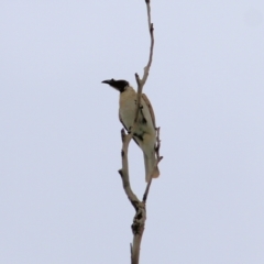 Philemon corniculatus (Noisy Friarbird) at Wodonga - 9 Oct 2021 by KylieWaldon