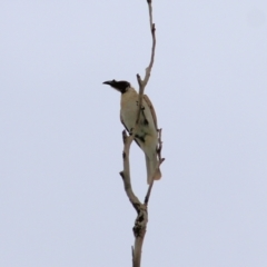 Philemon corniculatus (Noisy Friarbird) at Wodonga, VIC - 10 Oct 2021 by KylieWaldon