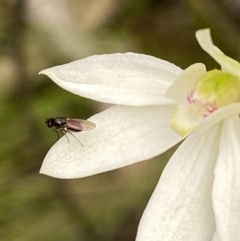 Unidentified True fly (Diptera) at Block 402 - 10 Oct 2021 by AJB