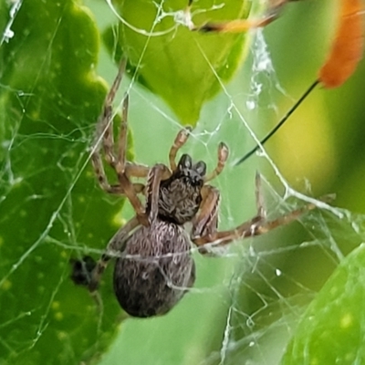 Unidentified Spider (Araneae) at Holt, ACT - 10 Oct 2021 by trevorpreston