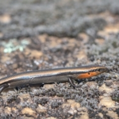 Acritoscincus platynotus (Red-throated Skink) at Tennent, ACT - 9 Oct 2021 by TimotheeBonnet