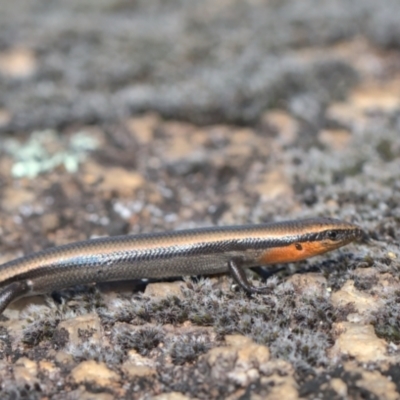 Acritoscincus platynotus (Red-throated Skink) at Namadgi National Park - 8 Oct 2021 by TimotheeBonnet