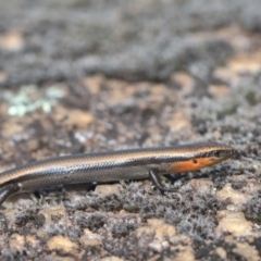 Acritoscincus platynotus (Red-throated Skink) at Tennent, ACT - 8 Oct 2021 by TimotheeBonnet