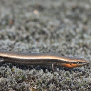 Acritoscincus platynotus at Tennent, ACT - 9 Oct 2021 10:50 AM