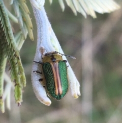 Calomela bartoni (Acacia Leaf Beetle) at Tidbinbilla Nature Reserve - 9 Oct 2021 by Ned_Johnston