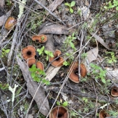 Coltricia sp. at Stromlo, ACT - 10 Oct 2021 by AJB