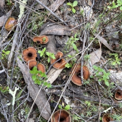 Coltricia sp. at Piney Ridge - 10 Oct 2021 by AJB