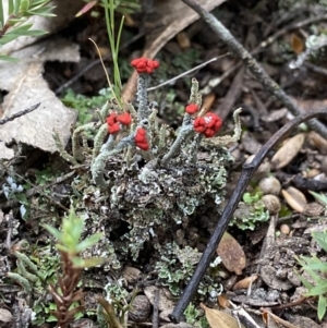 Cladonia sp. (genus) at Stromlo, ACT - 10 Oct 2021