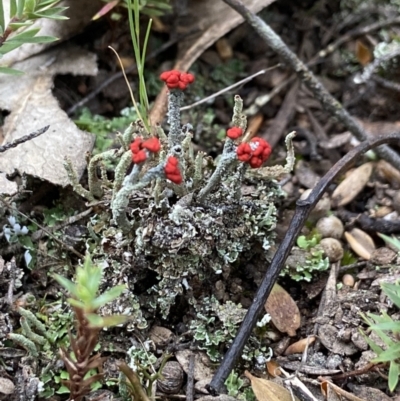 Cladonia sp. (genus) (Cup Lichen) at Stromlo, ACT - 10 Oct 2021 by AJB
