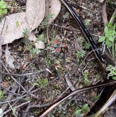 Cladonia sp. (genus) at Stromlo, ACT - 10 Oct 2021