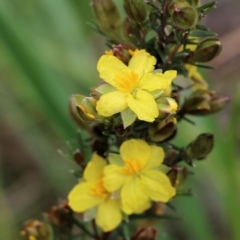 Hibbertia riparia (Erect Guinea-flower) at Wodonga, VIC - 9 Oct 2021 by KylieWaldon