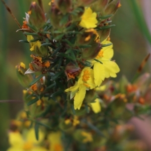 Hibbertia riparia at Wodonga, VIC - 10 Oct 2021