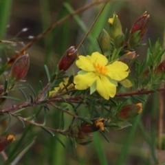 Hibbertia riparia at Wodonga, VIC - 10 Oct 2021 10:25 AM