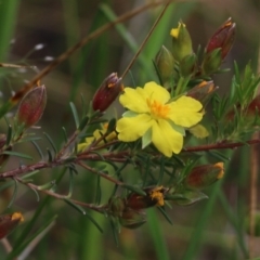 Hibbertia riparia at Wodonga, VIC - 10 Oct 2021