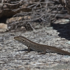 Liopholis whitii (White's Skink) at Tennent, ACT - 9 Oct 2021 by TimotheeBonnet