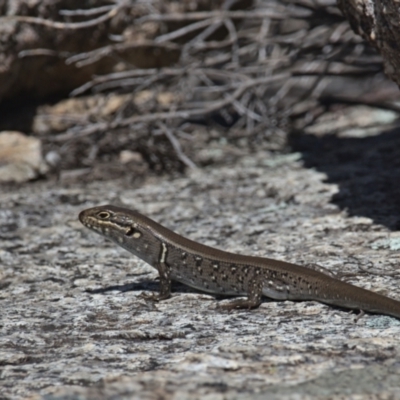 Liopholis whitii (White's Skink) at Namadgi National Park - 9 Oct 2021 by TimotheeBonnet