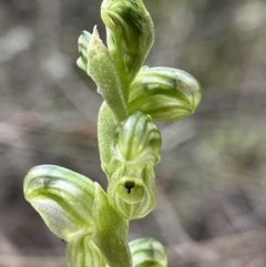 Hymenochilus cycnocephalus (Swan greenhood) at Block 402 - 10 Oct 2021 by AJB