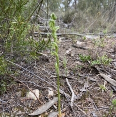 Hymenochilus cycnocephalus at Stromlo, ACT - 10 Oct 2021