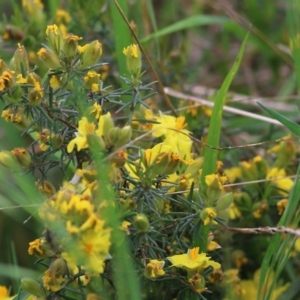 Hibbertia riparia at Wodonga, VIC - 10 Oct 2021