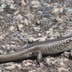 Liopholis whitii (White's Skink) at Tennent, ACT - 9 Oct 2021 by TimotheeBonnet