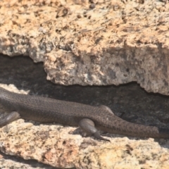 Egernia saxatilis intermedia (Black Rock Skink) at Namadgi National Park - 9 Oct 2021 by TimotheeBonnet