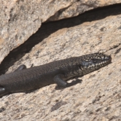 Egernia saxatilis intermedia at Tennent, ACT - 9 Oct 2021