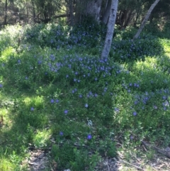 Vinca major (Blue Periwinkle) at Tidbinbilla Nature Reserve - 9 Oct 2021 by NedJohnston