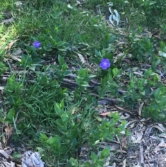 Vinca major at Paddys River, ACT - 9 Oct 2021 04:55 PM