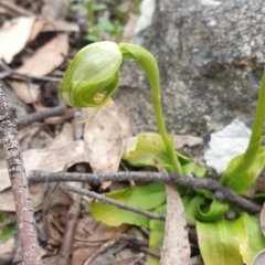 Pterostylis nutans (Nodding Greenhood) at Rob Roy Range - 10 Oct 2021 by Rebeccajgee