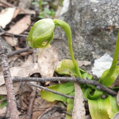 Pterostylis nutans (Nodding Greenhood) at Tuggeranong DC, ACT - 10 Oct 2021 by Rebeccajgee