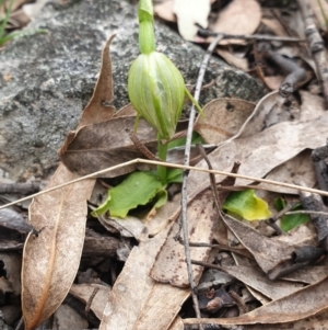 Pterostylis nutans at Tuggeranong DC, ACT - 10 Oct 2021