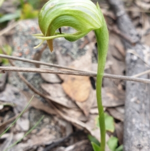 Pterostylis nutans at Tuggeranong DC, ACT - 10 Oct 2021